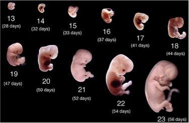 primeros dias de fecundacion del bebe
